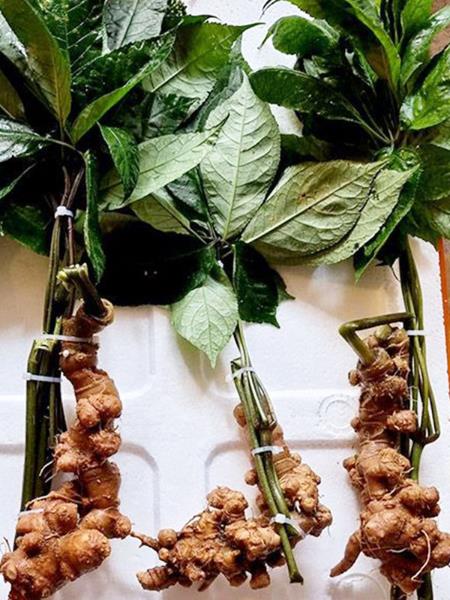Sâm panax tím loại 5-6 củ/kg