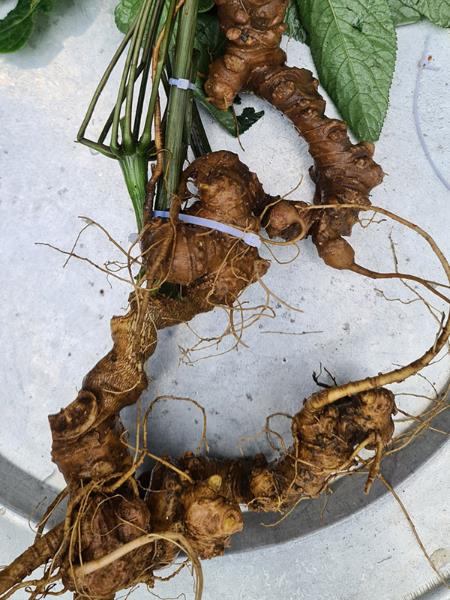 Sâm panax tím loại 01 củ/kg