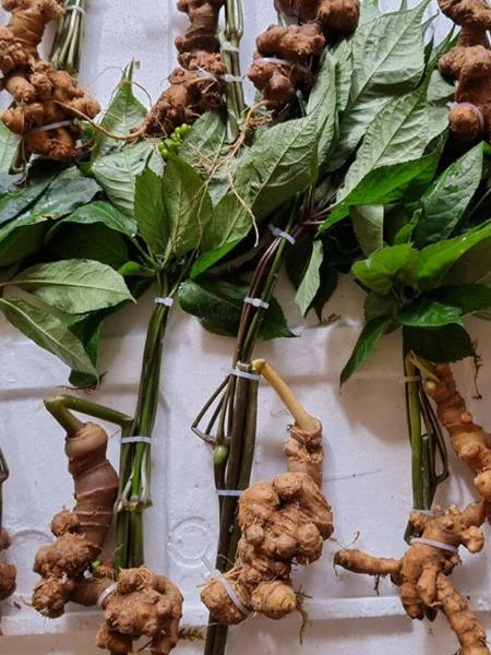 Sâm panax tím loại 10 củ/kg