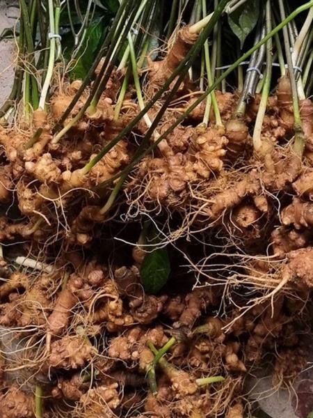 Sâm panax tím loại 30 củ/kg
