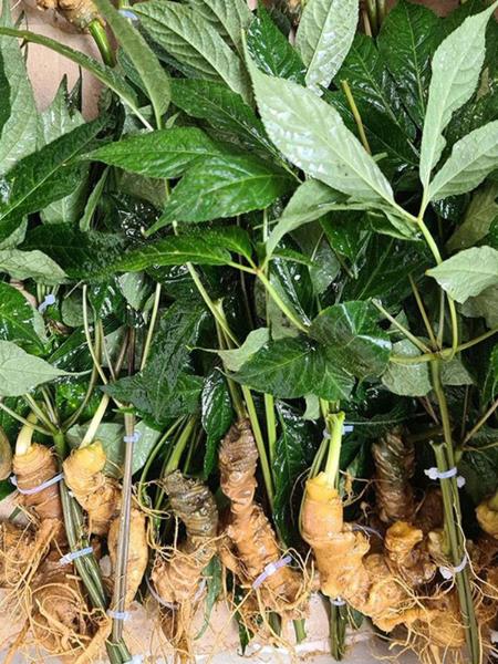 Sâm panax vàng loại 20 củ/kg