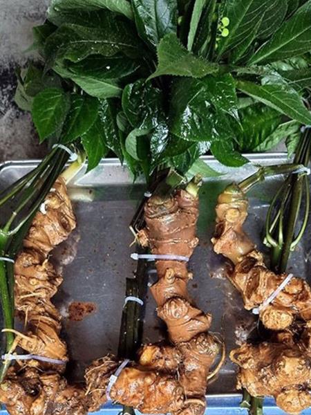 Sâm panax vàng loại 3-4 củ/kg