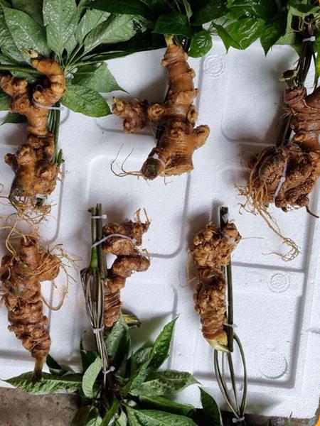 Sâm panax vàng loại 7-8 củ/kg