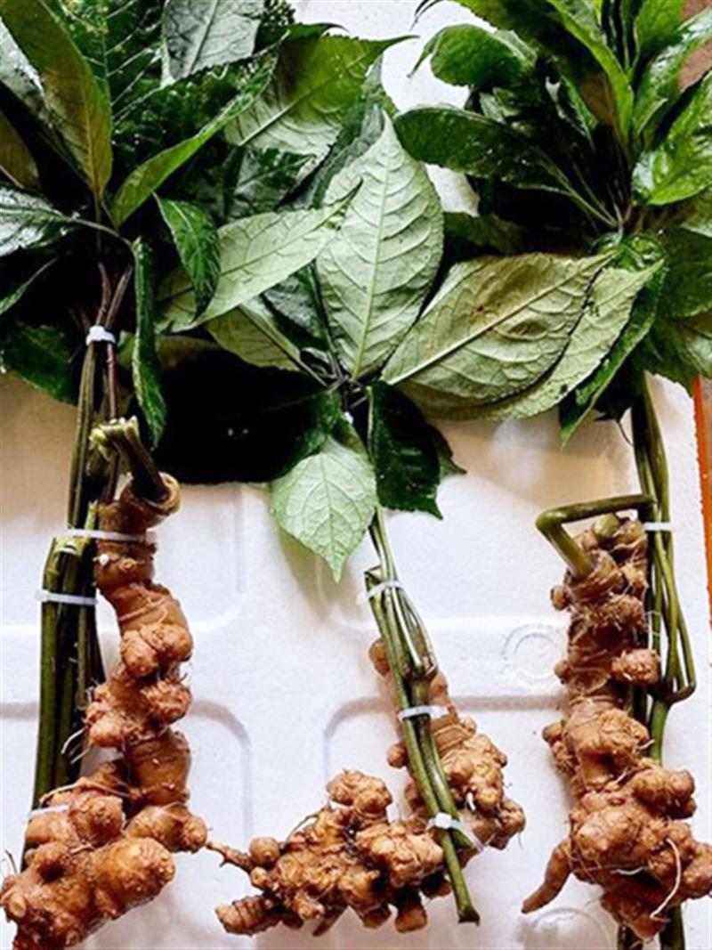 Sâm panax tím loại 5-6 củ/kg