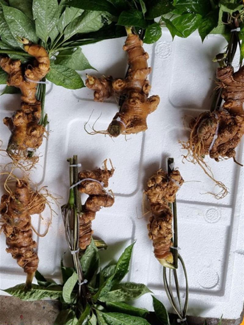 Sâm panax vàng loại 7-8 củ/kg