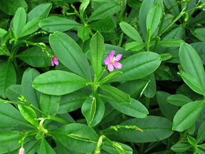SẢN PHẨM